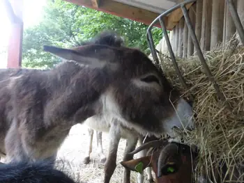 Donkey at Boudewijn Seapark (Belgium)